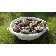 Smooth Face Shiitake Mushroom Whole